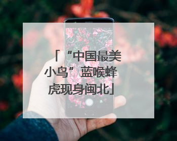 “中国最美小鸟”蓝喉蜂虎现身闽北