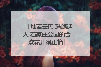 灿若云霞 旖旎迷人 石家庄公园的合欢花开得正艳
