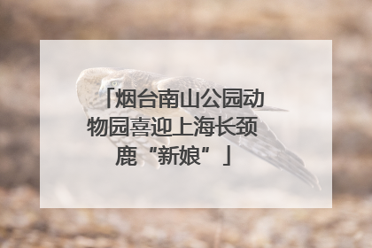 烟台南山公园动物园喜迎上海长颈鹿“新娘”