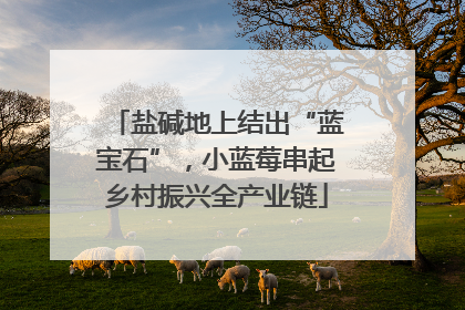 盐碱地上结出“蓝宝石”，小蓝莓串起乡村振兴全产业链