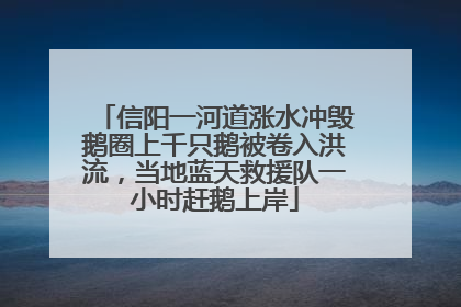信阳一河道涨水冲毁鹅圈上千只鹅被卷入洪流，当地蓝天救援队一小时赶鹅上岸