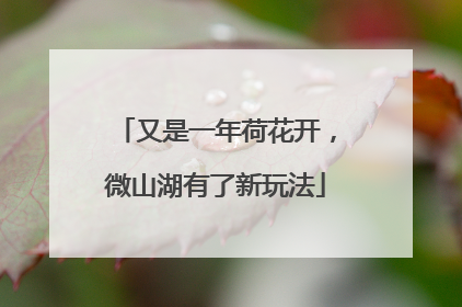 又是一年荷花开，微山湖有了新玩法