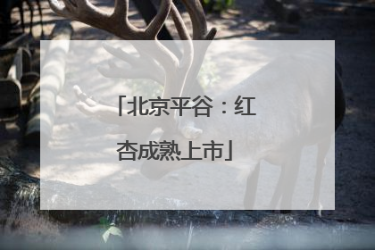 北京平谷：红杏成熟上市
