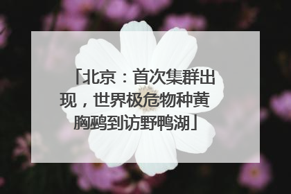 北京：首次集群出现，世界极危物种黄胸鹀到访野鸭湖