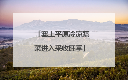 塞上平原冷凉蔬菜进入采收旺季