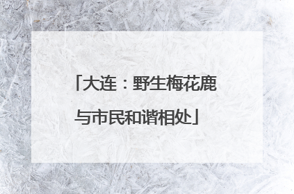 大连：野生梅花鹿与市民和谐相处