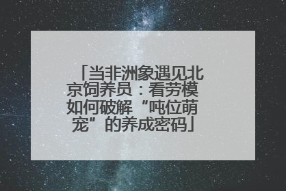 当非洲象遇见北京饲养员：看劳模如何破解“吨位萌宠”的养成密码