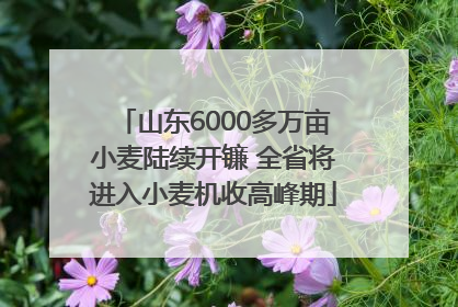 山东6000多万亩小麦陆续开镰 全省将进入小麦机收高峰期