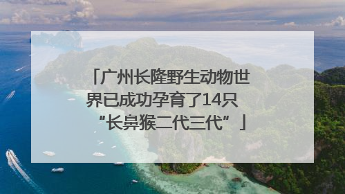 广州长隆野生动物世界已成功孕育了14只“长鼻猴二代三代”