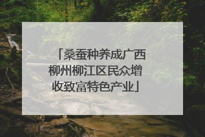 桑蚕种养成广西柳州柳江区民众增收致富特色产业
