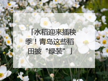 水稻迎来插秧季！青岛这些稻田披“绿装”