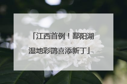 江西首例！鄱阳湖湿地彩鹮喜添新丁