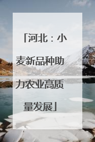 河北：小麦新品种助力农业高质量发展