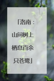 洛南：山间树上栖息百余只苍鹭