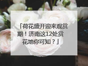 荷花盛开迎来观赏期！济南这12处赏花地你可知？