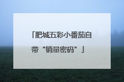 肥城五彩小番茄自带“销量密码”