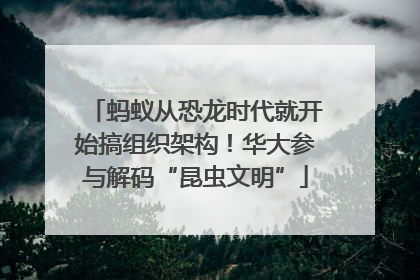 蚂蚁从恐龙时代就开始搞组织架构！华大参与解码“昆虫文明”