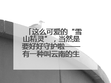 这么可爱的“雪山精灵”，当然是要好好守护啦——有一种叫云南的生活之365天