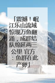 震撼！岷江乐山流域惊现万鱼翻涌，成群结队绵延两三公里 官方：鱼群在此产卵