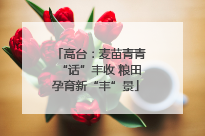 高台：麦苗青青“话”丰收 粮田孕育新“丰”景